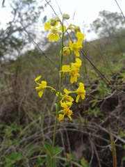 Diacidia galphimioides