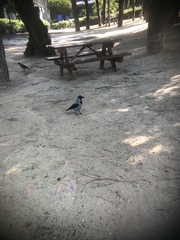 Corvus cornix