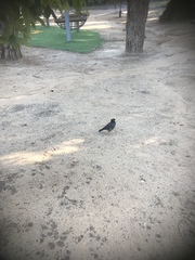 Acridotheres tristis