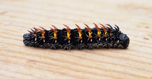 Wahlberg's Emperor