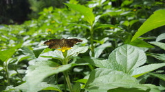 Staphylus ascalaphus