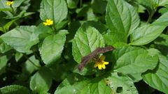 Staphylus ascalaphus