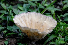 Cymatoderma