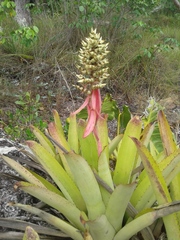 Aechmea stenosepala