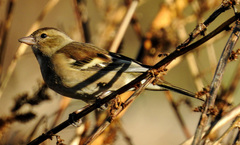 Fringilla coelebs
