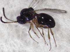 Hexacola