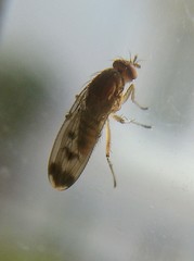 Acalyptratae