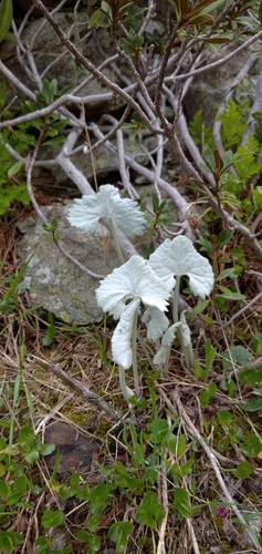 Image of Adenostyles leucophylla by no rights reserved