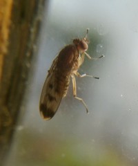 Acalyptratae