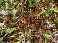 Drosera rotundifolia image