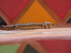 Gerrhonotus liocephalus