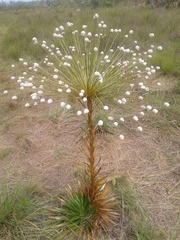 Paepalanthus chiquitensis