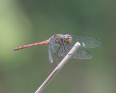 Elasmothemis cannacrioides