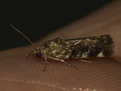 Lepidoptera