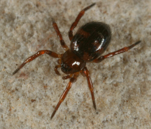 Euryopis mulaiki