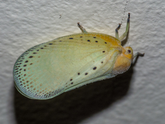 Poekilloptera