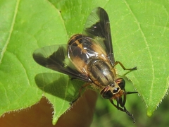 Chrysops indus
