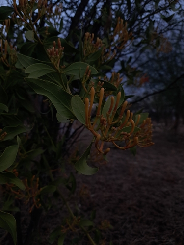 Psittacanthus schiedeanus, photograph 5