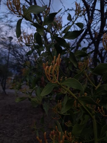 Psittacanthus schiedeanus, photograph 6