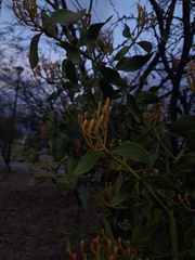 Psittacanthus schiedeanus, photograph (c) Adriel Cholico, some rights reserved (CC BY-SA)