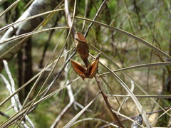 Hakea carinata