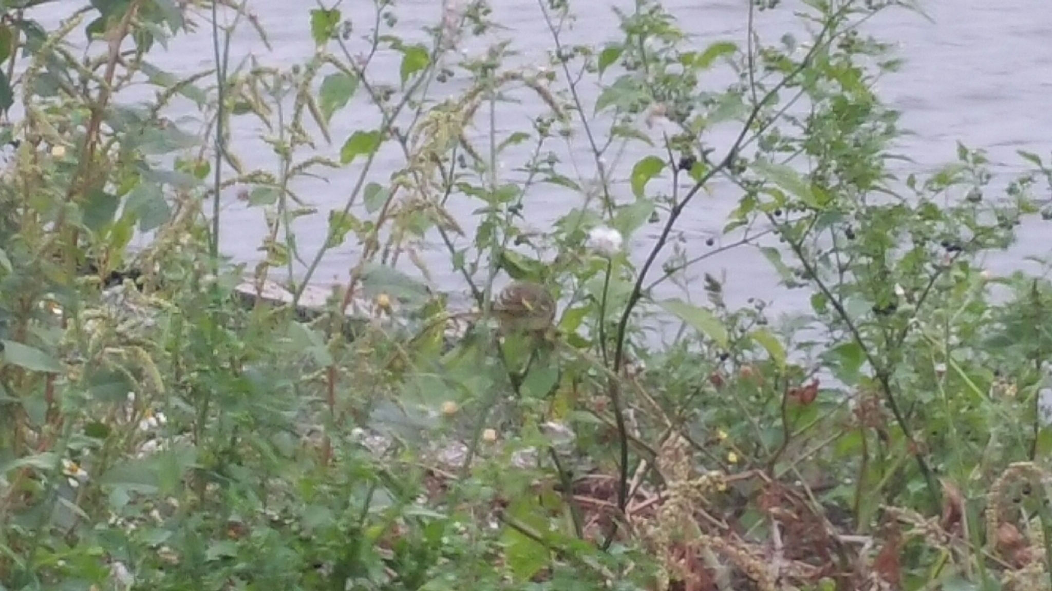 Yellow-fronted Canary