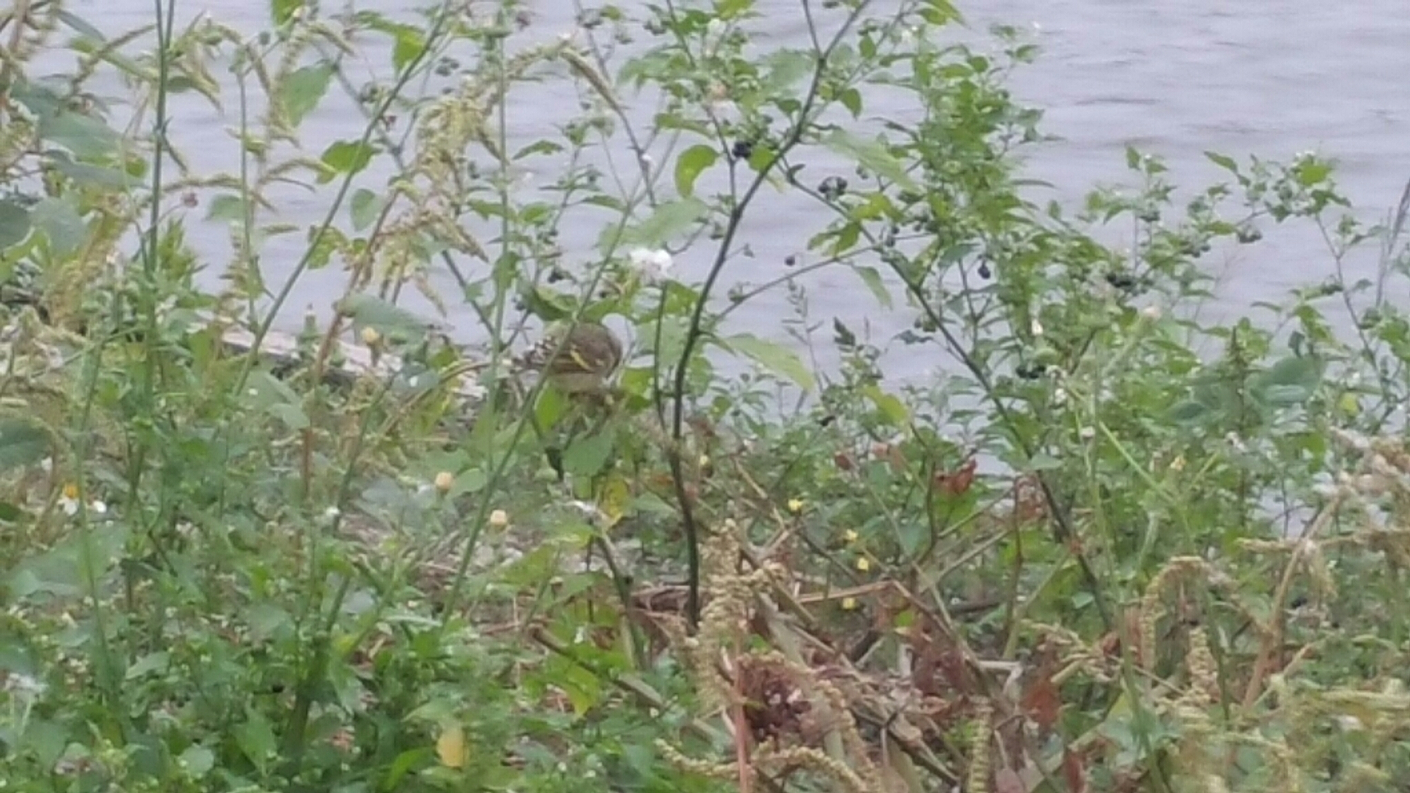 Yellow-fronted Canary