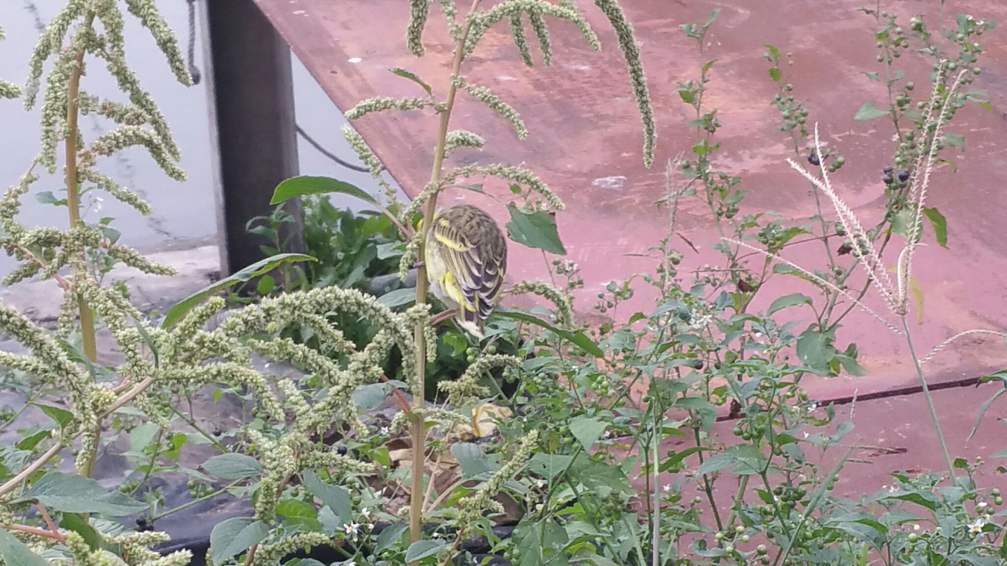 Yellow-fronted Canary