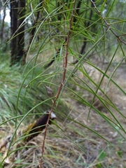 Hakea carinata