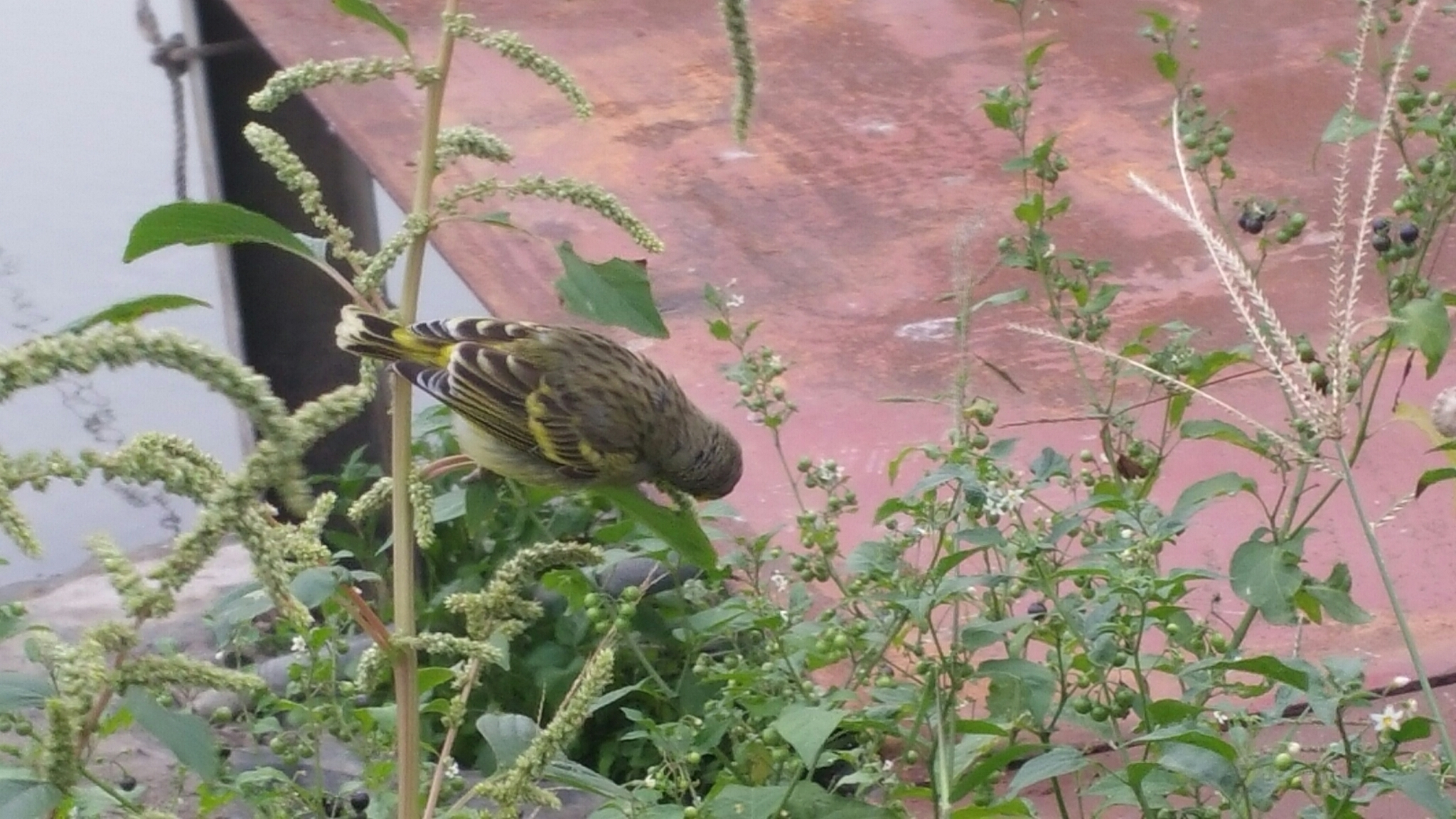 Yellow-fronted Canary