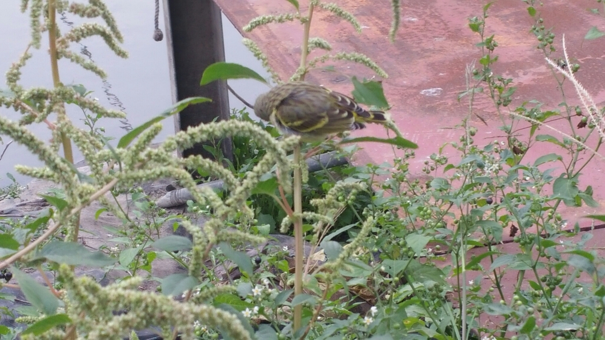Yellow-fronted Canary
