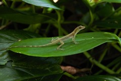 Anolis cryptolimifrons