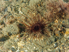 Burrowing Anemone