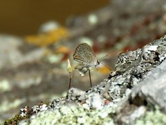 Eicochrysops messapus