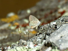 Eicochrysops messapus