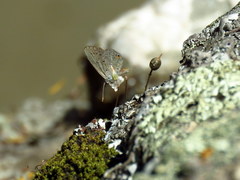 Eicochrysops messapus