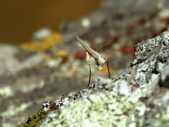 Eicochrysops messapus