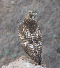 Buteo jamaicensis