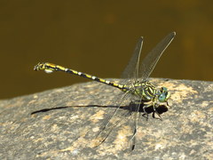 Ceratogomphus pictus