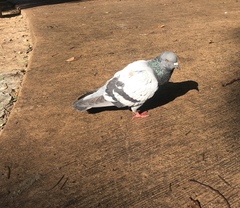 Columba livia domestica