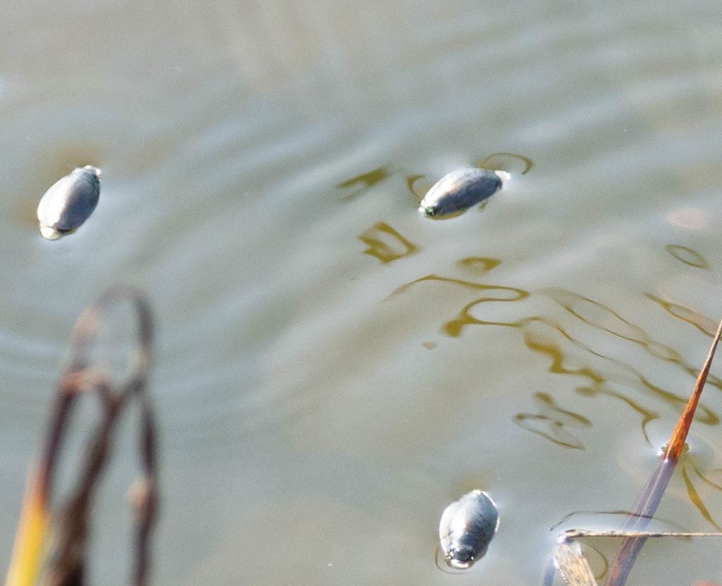 Dineutus from Hebron State Fish Hatchery ponds on Canal Road, Licking