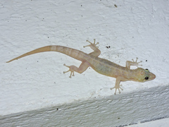 Phyllodactylus lanei