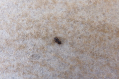 Mycetophagus quadriguttatus