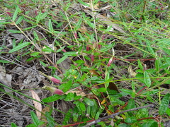 Correa decumbens