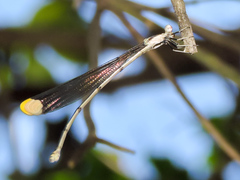 Mecistogaster ornata