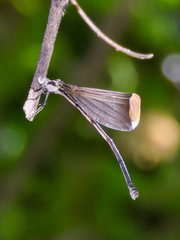 Mecistogaster ornata