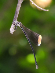 Mecistogaster ornata