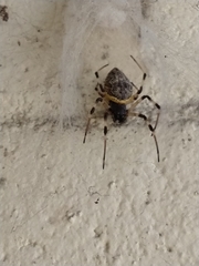 Nephilingis cruentata