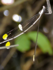 Mecistogaster ornata