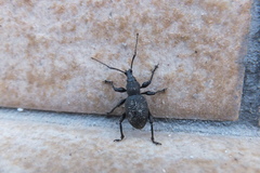 Otiorhynchus armatus